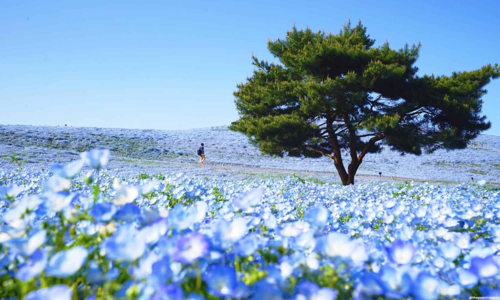 Hitachi-Seaside-Park-Ibaraki-Japan.jpg