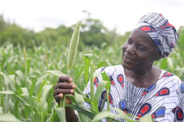 Migren-Matanga-a-small-holder-farmer-from-Rushinga-holding-one-of-her-small-grains-crops.-Credit-Far.jpeg