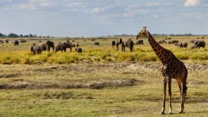 Chobe-National-Park-Safari-Botswana-1.jpg